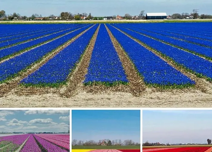 Panzió Luxe Bloemenzicht 4 Personen, Bnb, 10 Minuten Zee